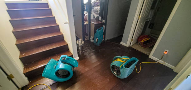Best Mold removal after water damage  in Murrysville, PA
